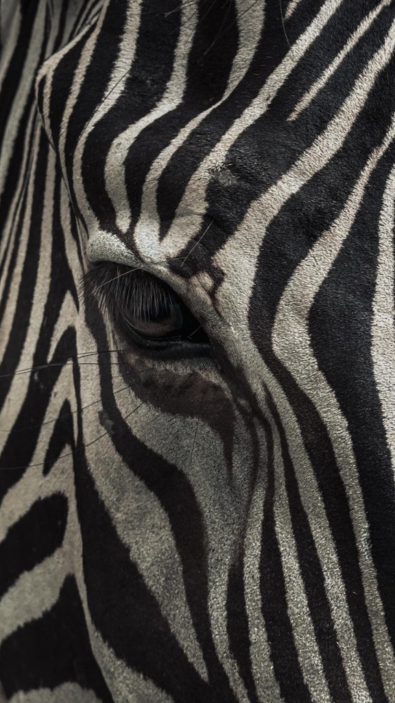 Animal Skin Patterns